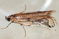 Pempelia genistella