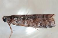 Dioryctria