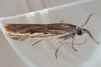 Amphithrix sublineatella