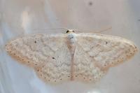 Idaea