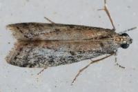 Ephestia