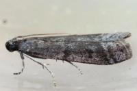 Phycitodes