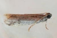 Phycitodes