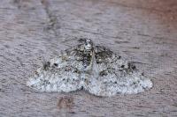 Solitanea mariae