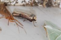 Axylia putris