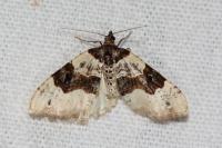 Cosmorhoe ocellata