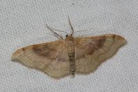Idaea degeneraria