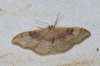 Idaea degeneraria