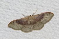 Idaea degeneraria