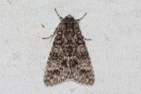 Acronicta megacephala