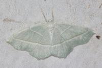 Campaea margaritaria