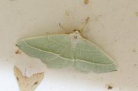 Campaea margaritaria
