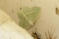 Campaea margaritaria