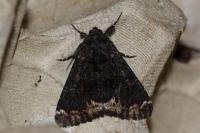 Catephia alchymista