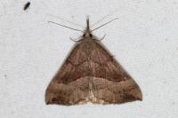 Hypena proboscidalis