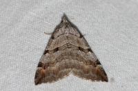 Aplocera plagiata