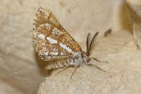 Bupalus piniaria