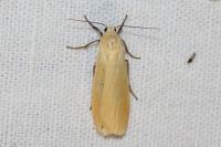 Wittia sororcula