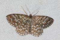 Scopula tessellaria