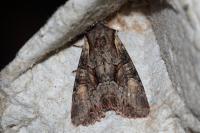Lacanobia w-latinum