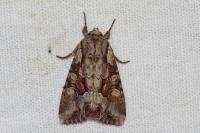 Lacanobia w-latinum