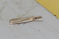 Crambus pascuella