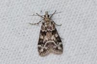 Eudonia