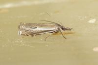 Crambus lathoniellus