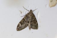 Thera britannica/variata