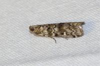 Dioryctria