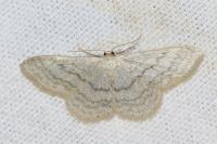 Idaea subsericeata