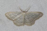 Idaea subsericeata