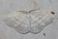 Cabera pusaria