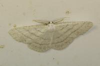 Cabera pusaria
