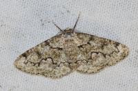 Cleorodes lichenaria