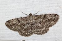 Peribatodes rhomboidaria rhomboidaria