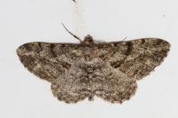 Peribatodes rhomboidaria rhomboidaria