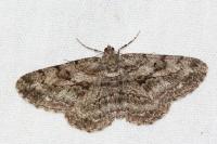 Peribatodes rhomboidaria rhomboidaria