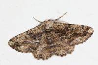 Synopsia sociaria