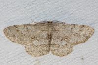 Hypomecis punctinalis