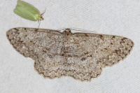 Hypomecis punctinalis