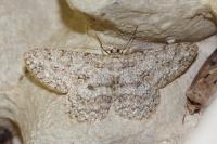 Hypomecis punctinalis