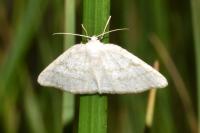 Cabera exanthemata