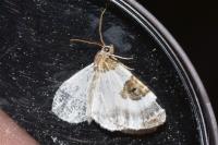 Plemyria rubiginata