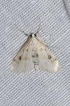 Parapoynx stratiotata