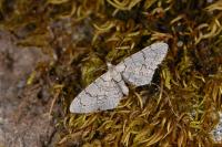 Eupithecia schiefereri