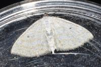 Scopula immutata