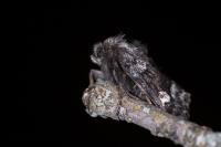 Coranarta cordigera