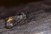 Coranarta cordigera