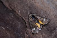Coranarta cordigera